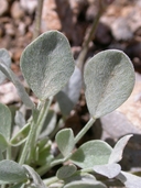 Astragalus calycosus var. monophyllidius