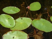 Brasenia schreberi J.F. Gmel. brasénie de Schreber [Water-shield]