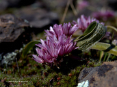 Allium cratericola