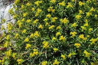 Euphorbia spinosa