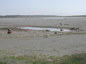 Tidewater Goby Habitat