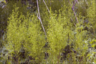 Asparagus tenuifolius