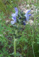 Salvia multifida