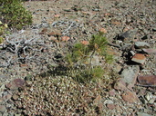 Eriogonum ursinum var. erubescens