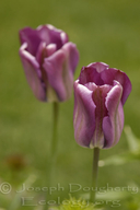'queen of The Night' Garden Tulip