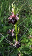 Ophrys sphegodes ssp. sipontensis