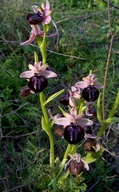 Ophrys sphegodes ssp. sipontensis