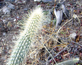 Cleistocactus baumannii