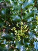Shiny Leaf Oregon Grape