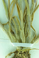 Koeleria phleoides