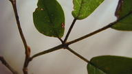 Handroanthus chrysotrichus