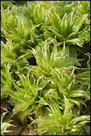 Rhodobryum roseum