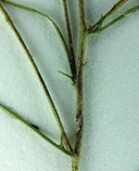Navarretia filicaulis