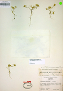 Navarretia leucocephala ssp. pauciflora