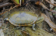 Florida Chicken Turtle