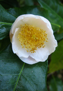 Camellia irrawadiensis