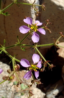 Fagonia pachyacantha