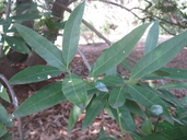 Umbellularia californica