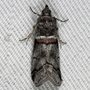 Tricolored Acrobasis Moth