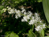 Maianthemum racemosum ssp. amplexicaule