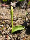 Ophioglossum californicum