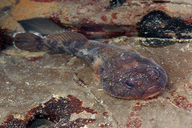 Flathead Clingfish
