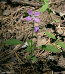 Clarkia rhomboidea
