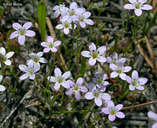 Navarretia leptalea ssp. bicolor