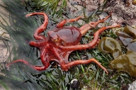 East Pacific Red Octopus