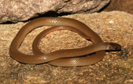 Chihuahuan Black-headed Snake