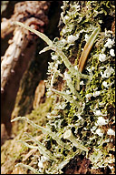 Cladonia coniocraea
