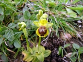 Lesser Yellow Bee Orchid