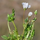 Limnanthes alba ssp. parishii