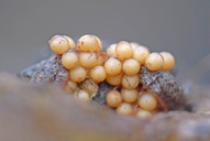 Midwife Toad (eggs On Male)