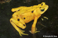 Atelopus zeteki