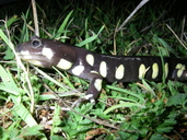 Ambystoma californiense