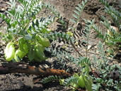 Astragalus douglasii