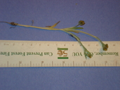 Monolopia congdonii