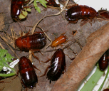 American Wood Cockroach