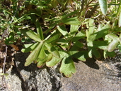 Delphinium parishii ssp. subglobosum