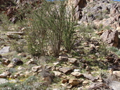 Delphinium parishii ssp. subglobosum