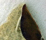 Eriogonum nudum var. paralinum