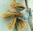 Eriogonum panamintense
