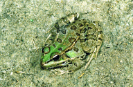 Sahara Green Frog