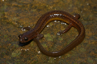 Many Ribbed Salamander