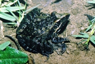 Sharp-nosed Grass Frog