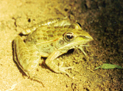 Dwarf Grass Frog