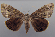 Catocala residua Grote, 1874