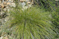 Carex tompkinsii