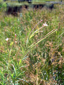 Epilobium leptophyllum (épilobe leptophylle) [Narrowleaf willowherb]